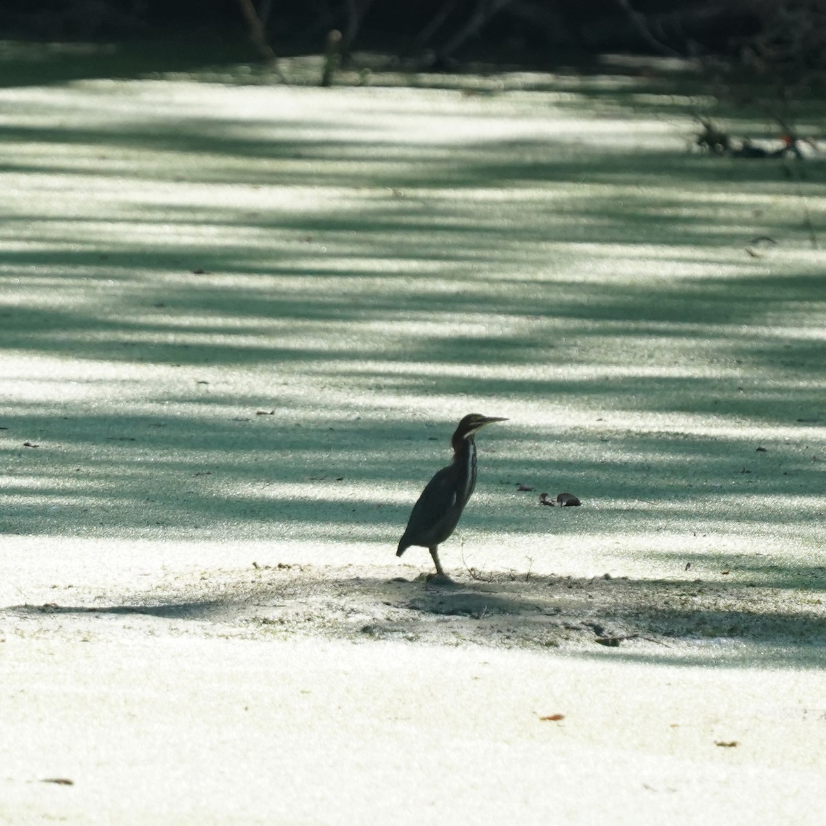 Green Heron - ML642164098
