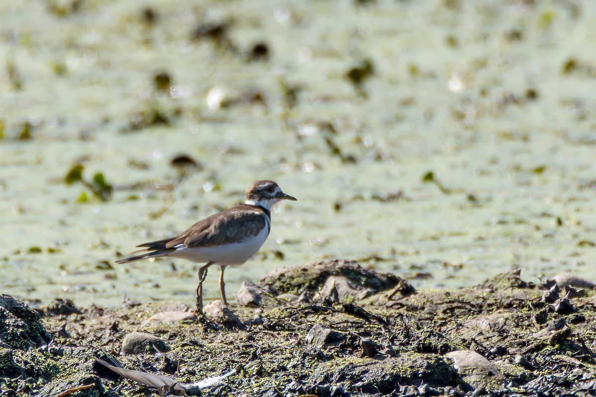 Killdeer - ML642164102