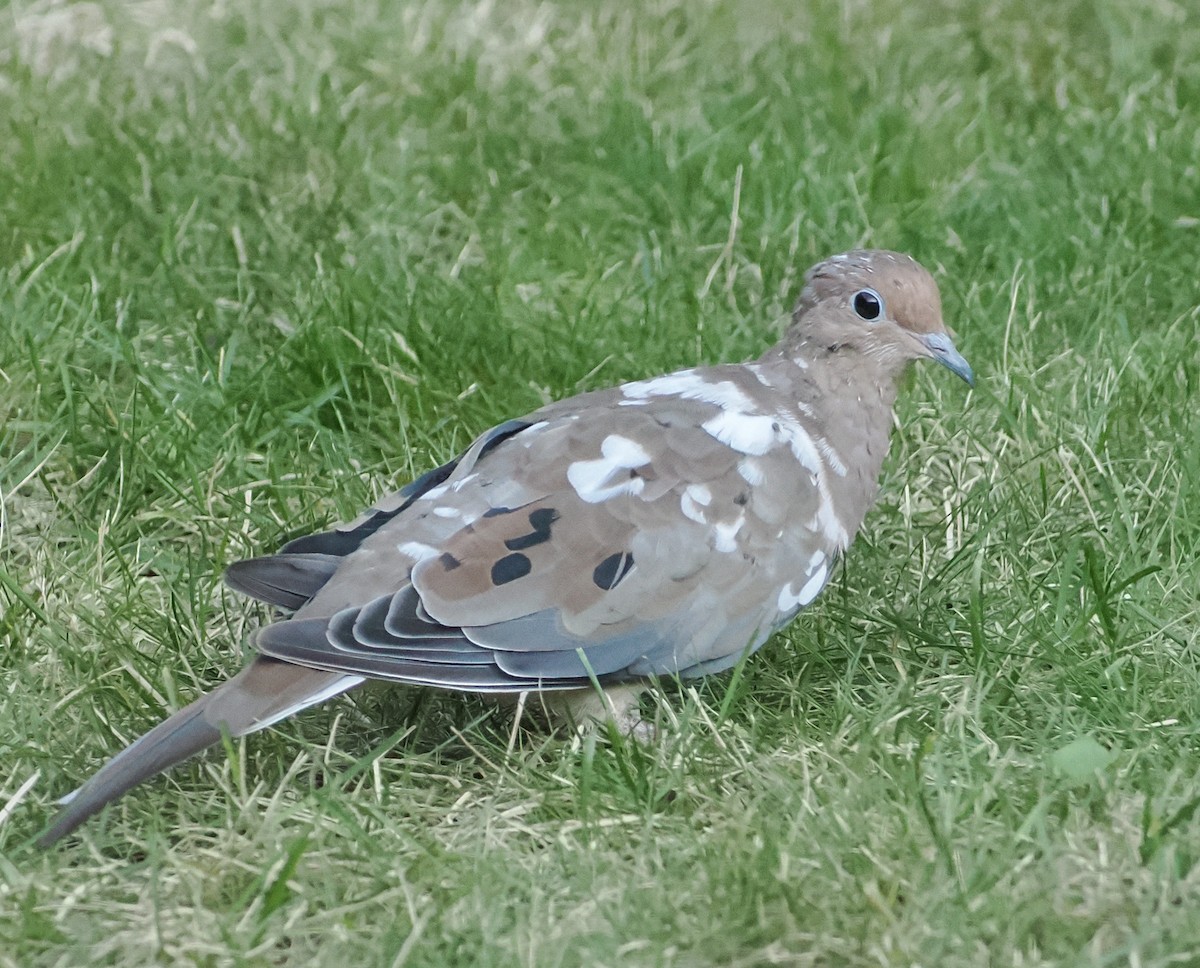 Mourning Dove - ML642164103
