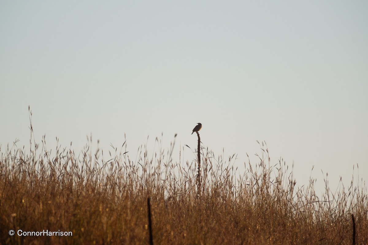 Batılı Tarlasığırcığı - ML642164106