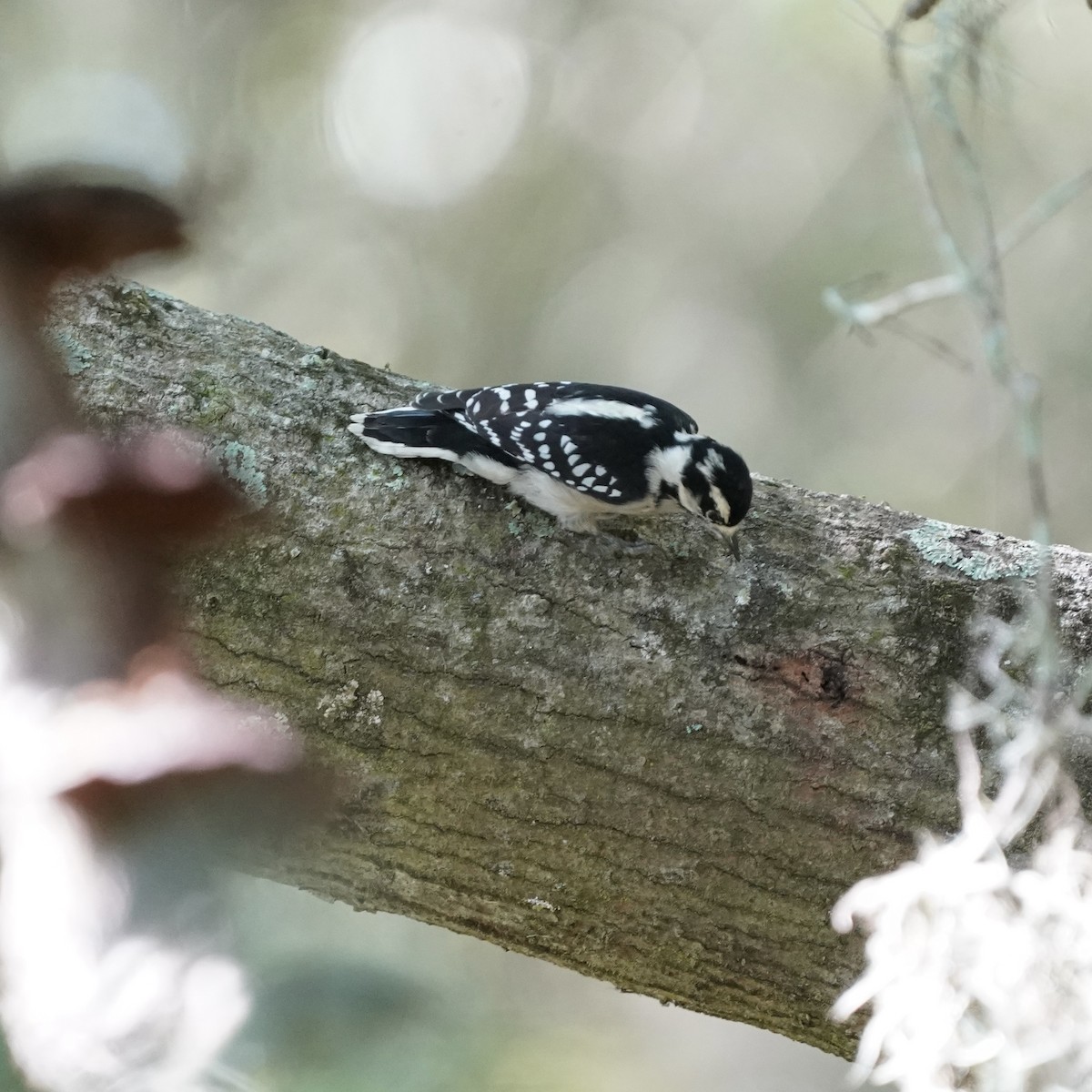 Downy Woodpecker - ML642164113