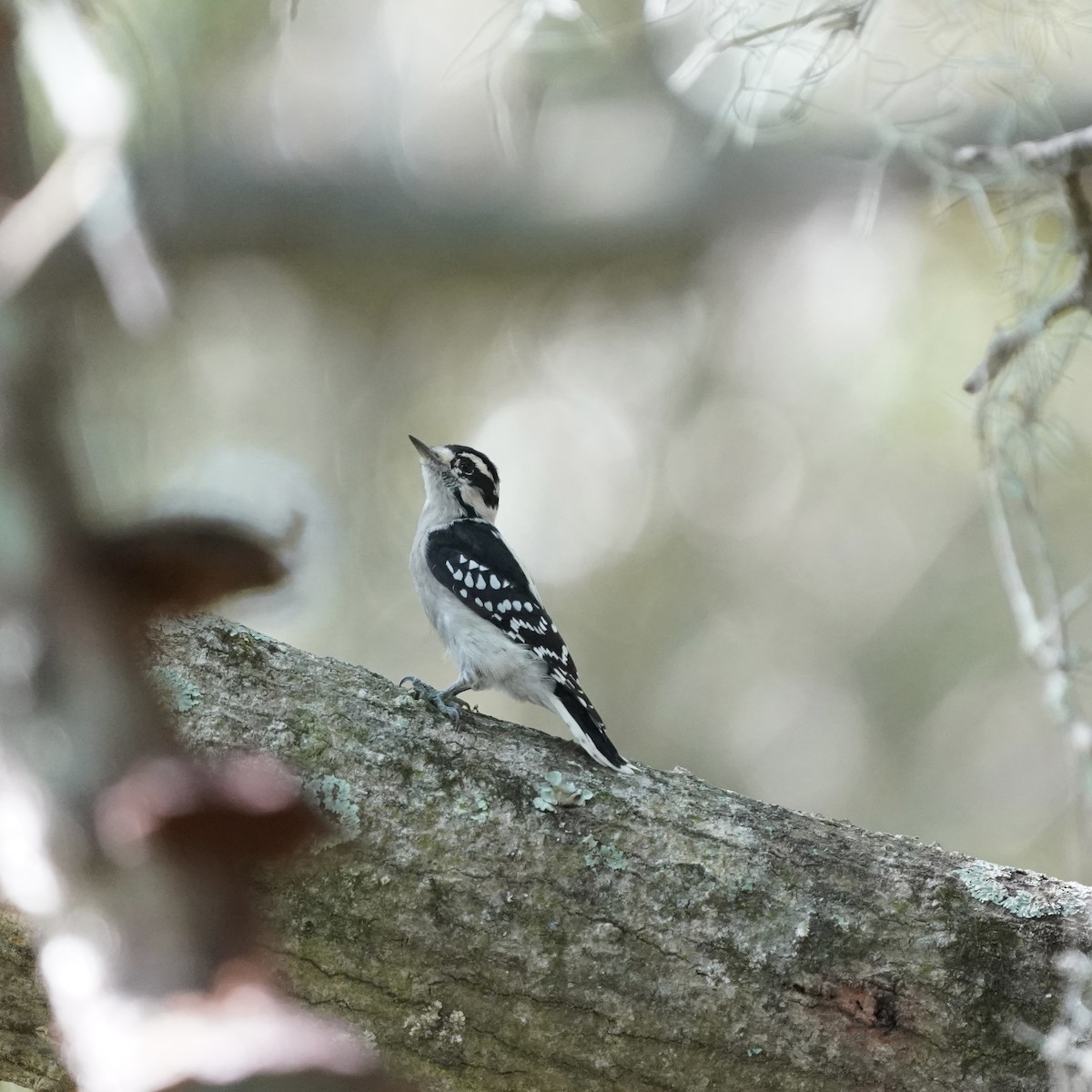 Downy Woodpecker - ML642164114