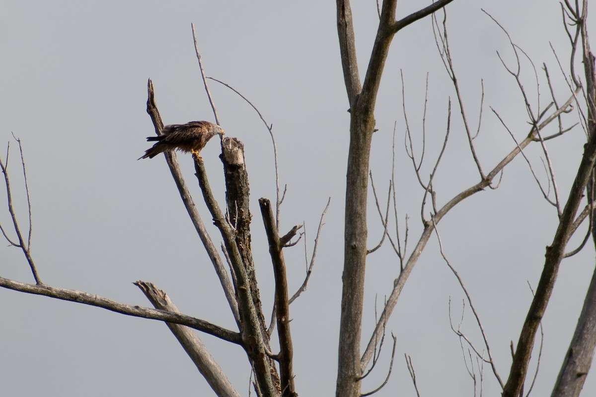 Red Kite - ML642164116