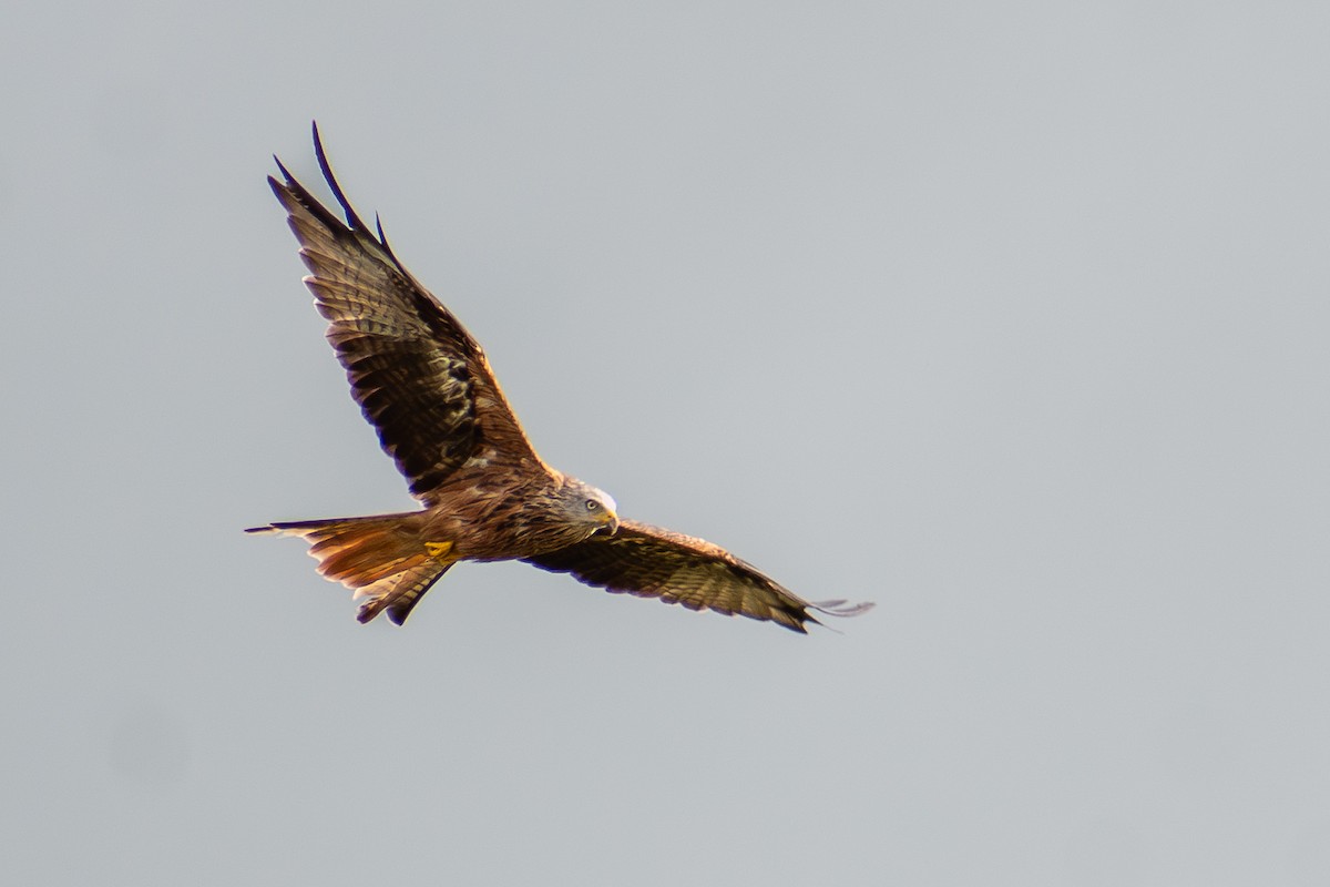 Red Kite - ML642164117