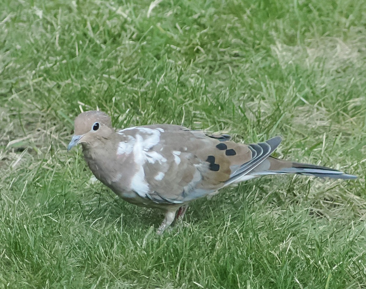 Mourning Dove - ML642164118