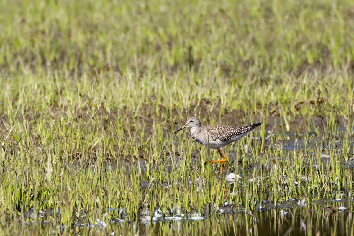 Lesser Yellowlegs - ML642164119
