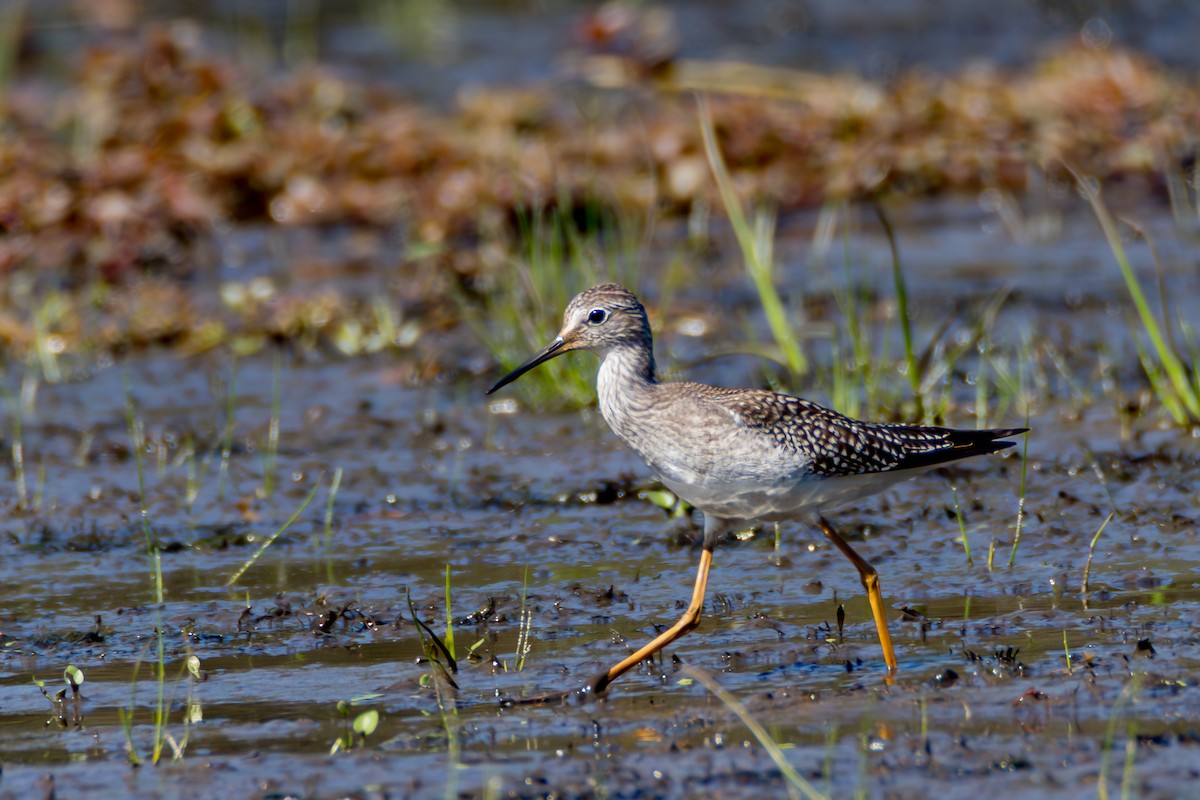 Lesser Yellowlegs - ML642164121