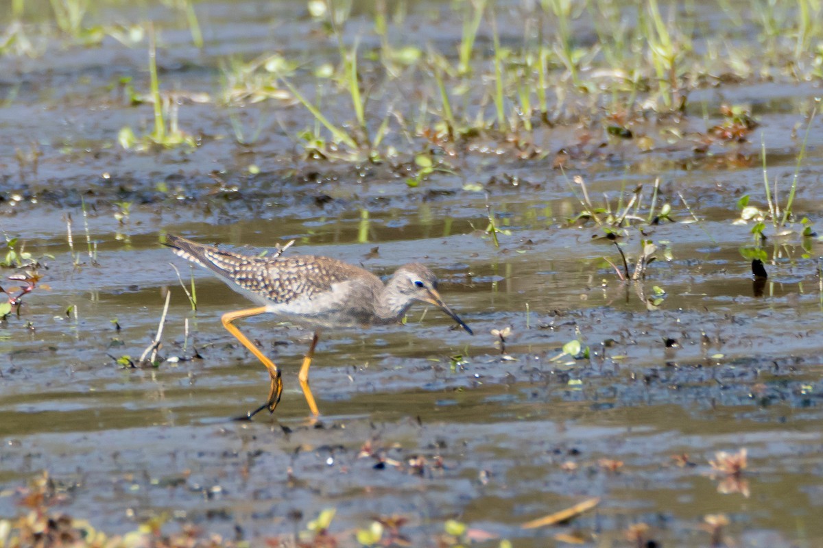 Lesser Yellowlegs - ML642164123