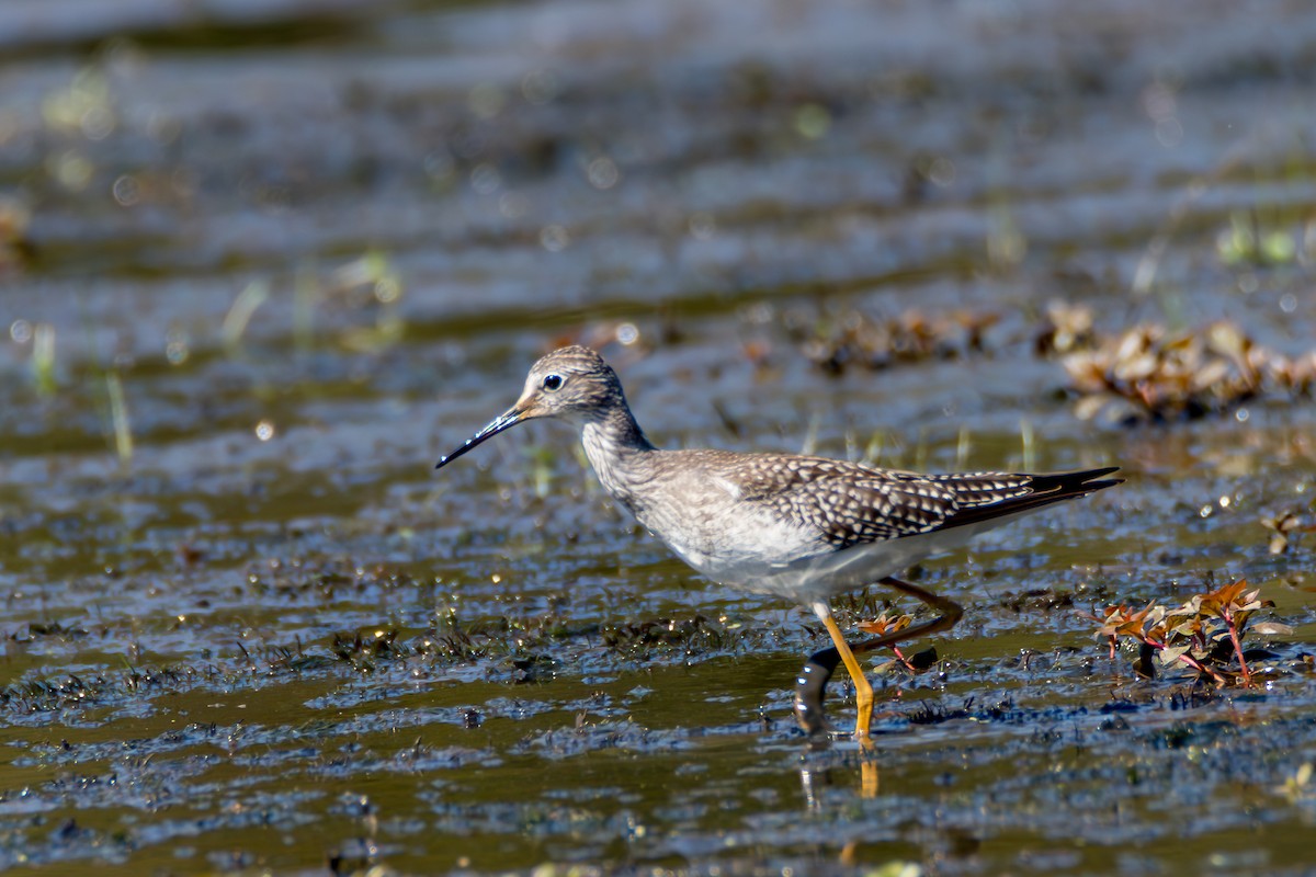 Lesser Yellowlegs - ML642164124