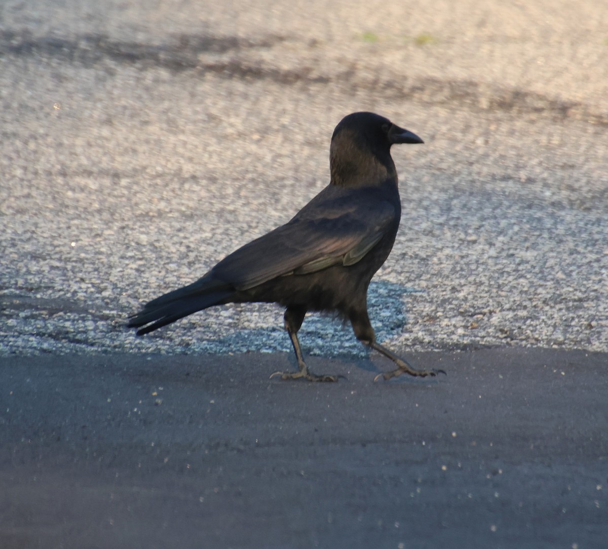American Crow - ML642164126