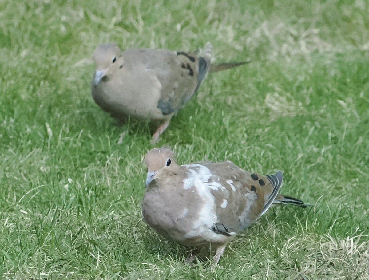 Mourning Dove - ML642164130