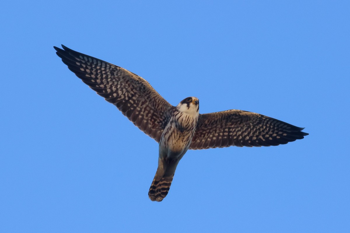 Red-footed Falcon - ML642164136