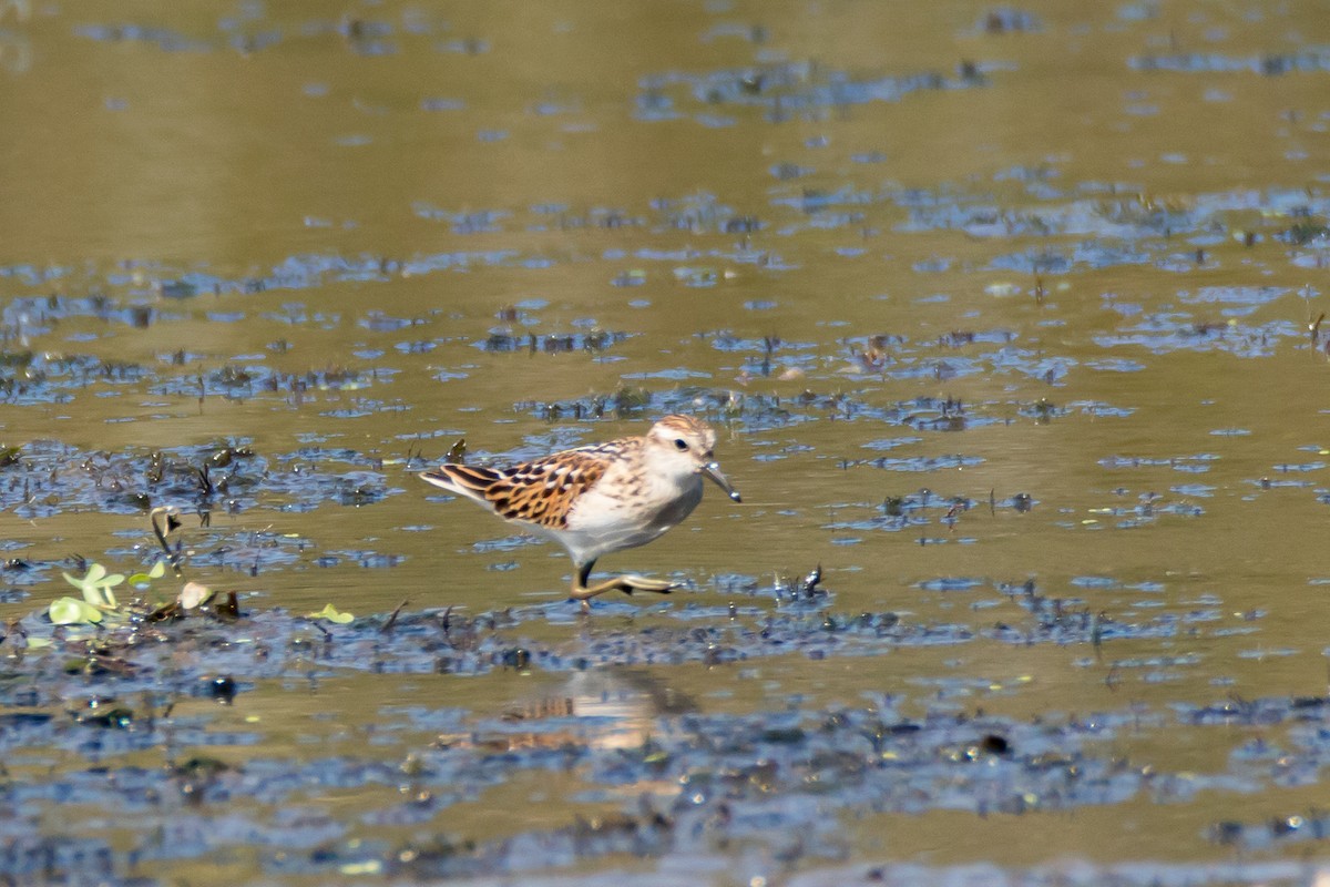 pygmésnipe - ML642164140