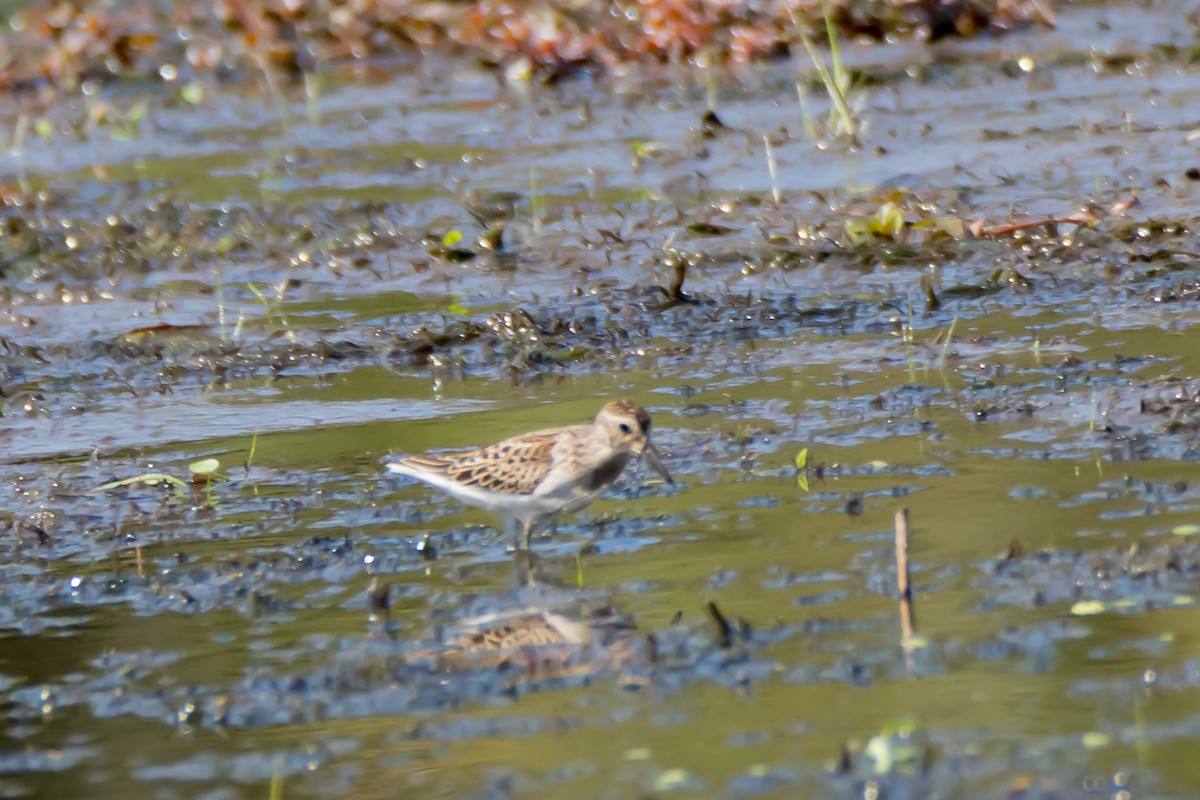 pygmésnipe - ML642164141