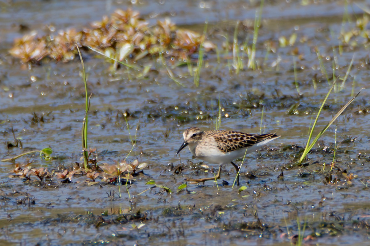 pygmésnipe - ML642164142