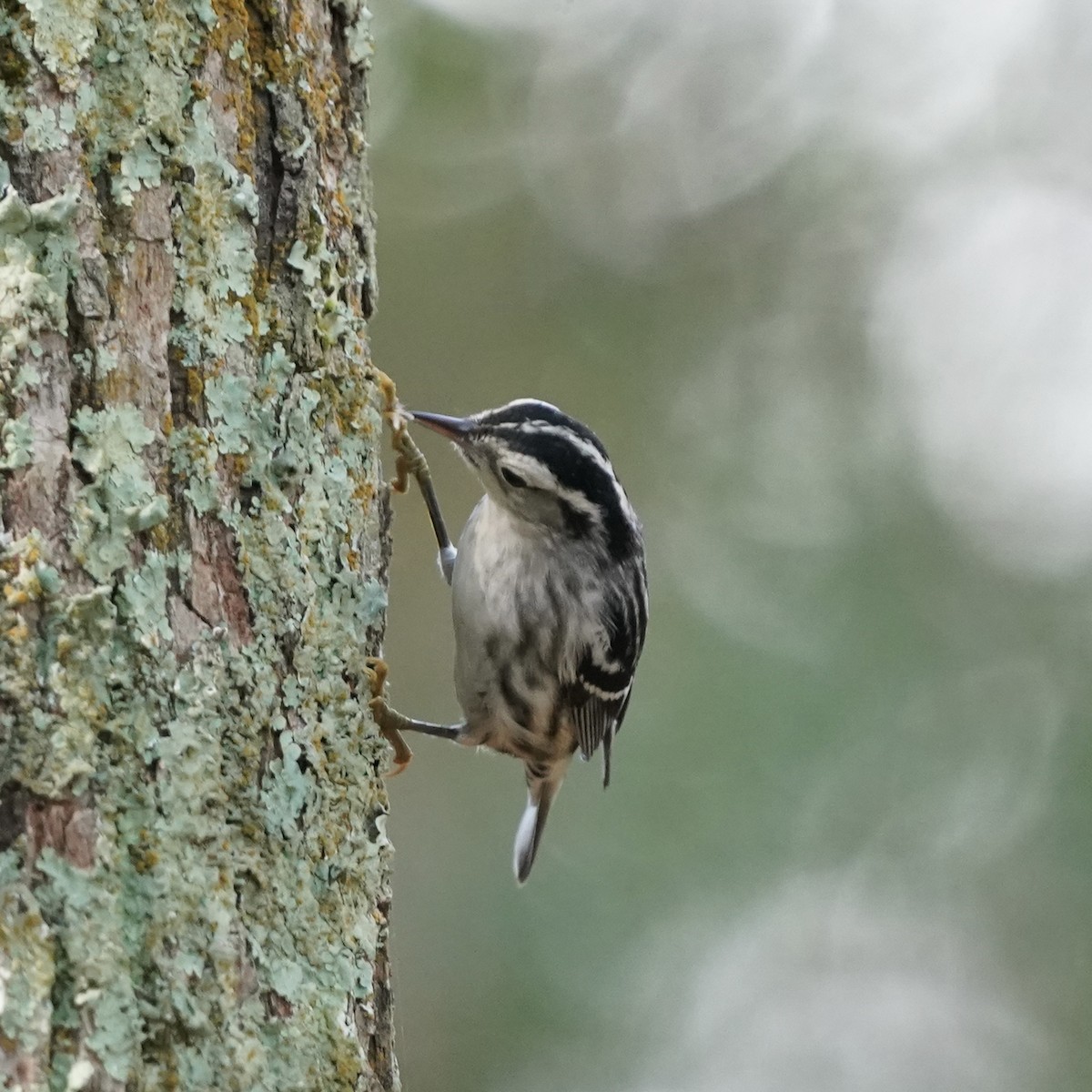 Black-and-white Warbler - ML642164143