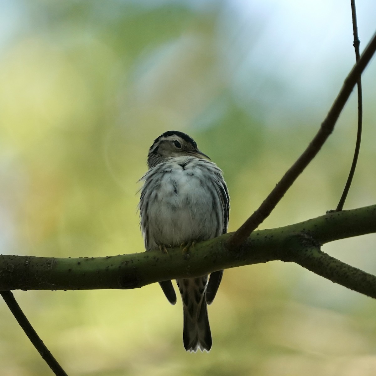 Black-and-white Warbler - ML642164144