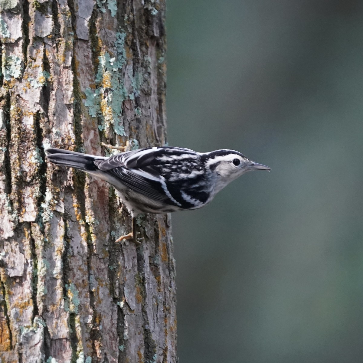 Black-and-white Warbler - ML642164145
