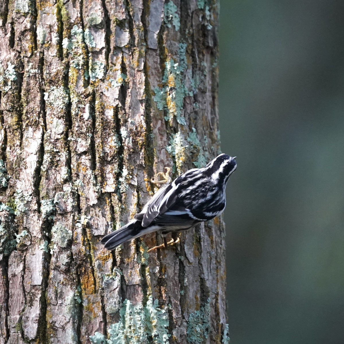 Black-and-white Warbler - ML642164147