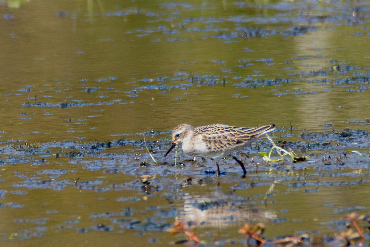 Semipalmated Sandpiper - ML642164153
