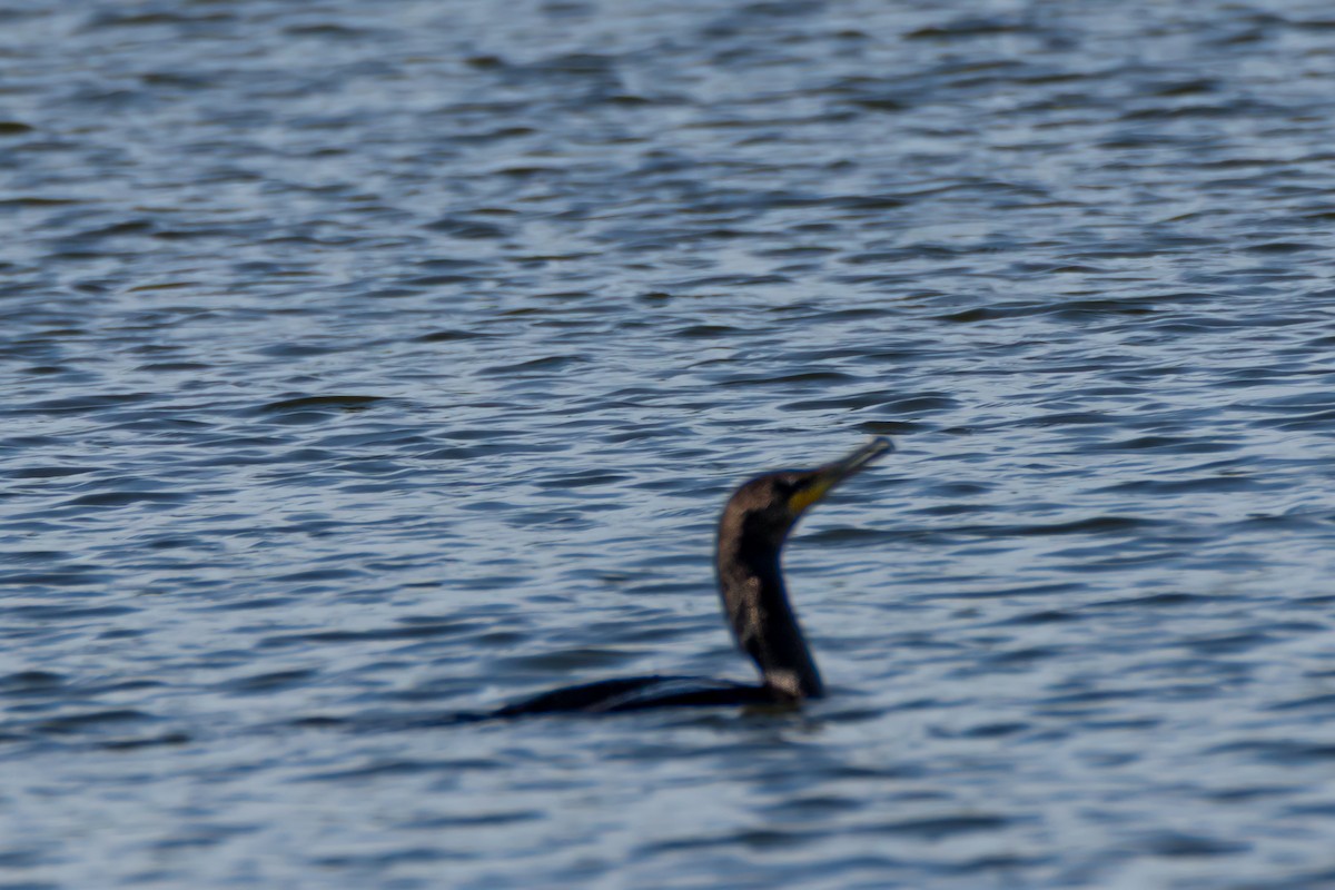 Double-crested Cormorant - ML642164162