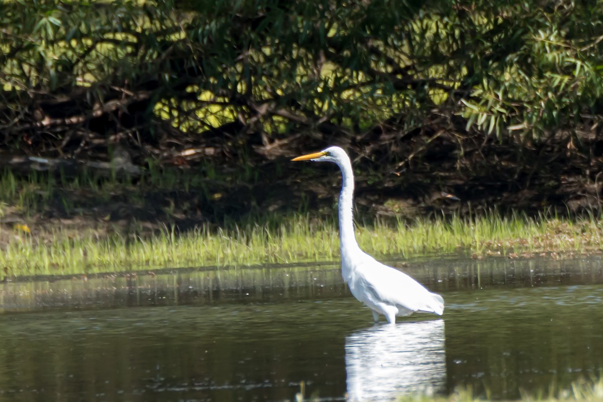 Great Egret - ML642164166