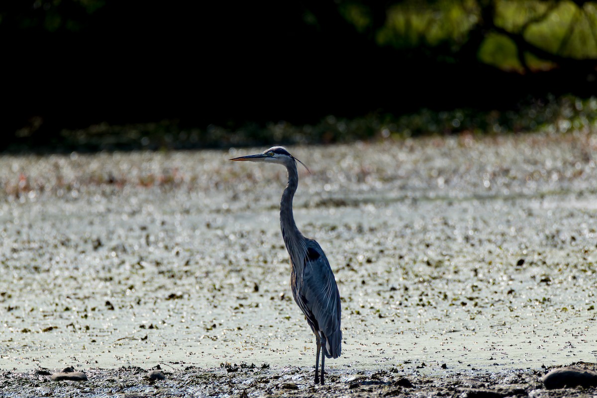 Great Blue Heron - ML642164172