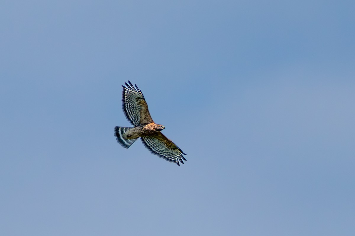 Red-shouldered Hawk - ML642164181