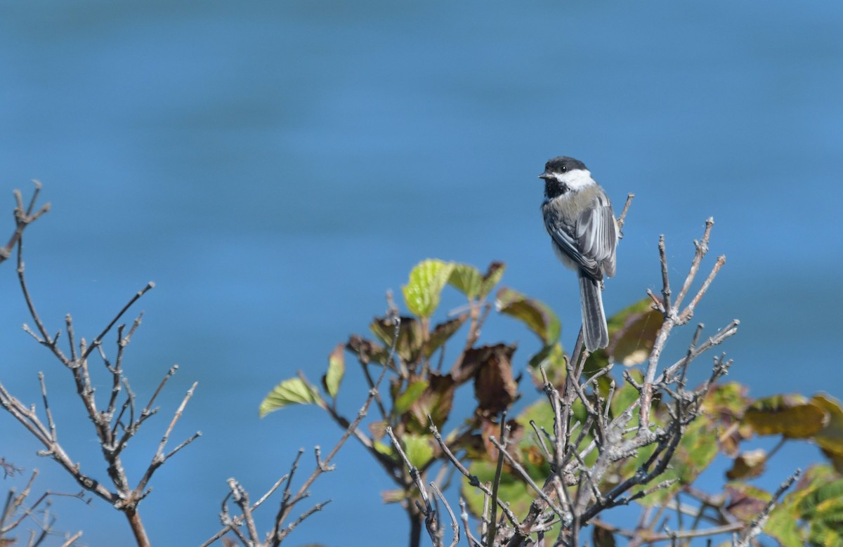 Black-capped Chickadee - ML642164197