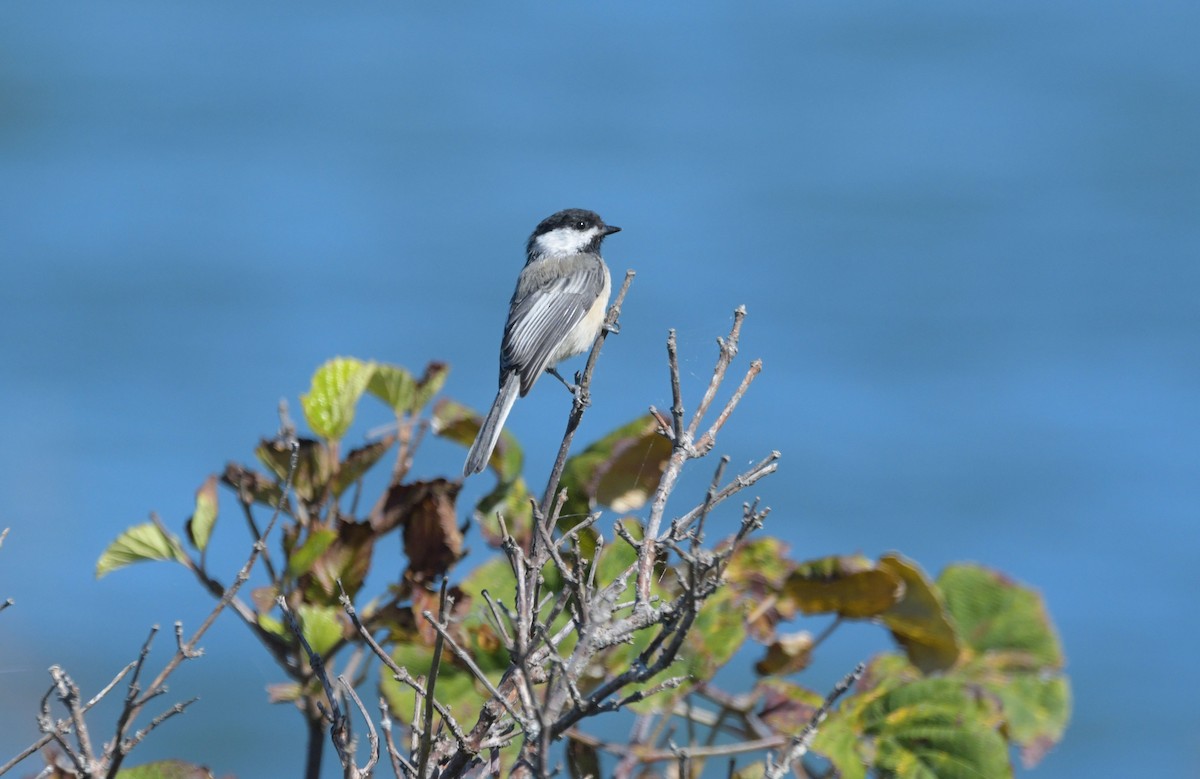 Black-capped Chickadee - ML642164198
