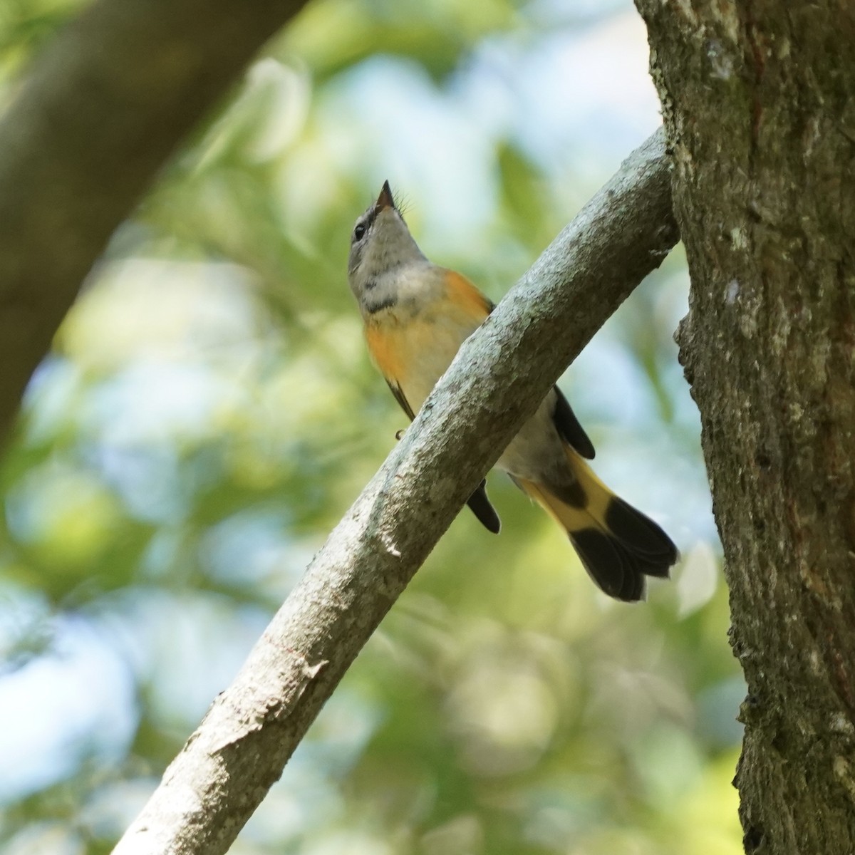 American Redstart - ML642164221