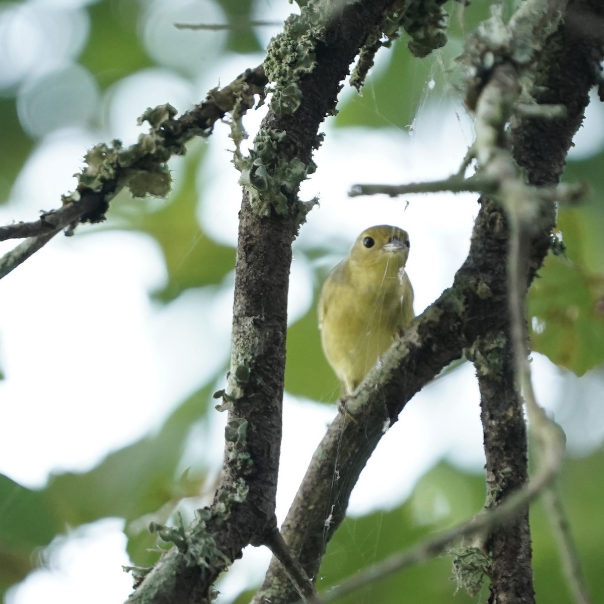 Yellow Warbler - ML642164232