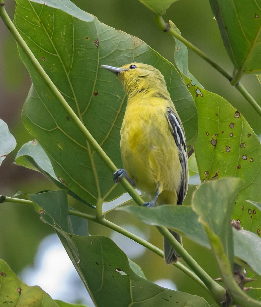 Common Iora - ML642164245