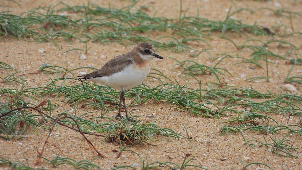 Tibetan Sand-Plover - ML642164249