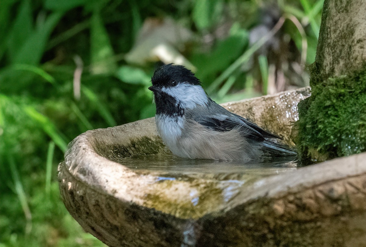Black-capped Chickadee - ML642164261
