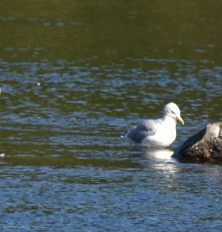 American Herring Gull - ML642164268
