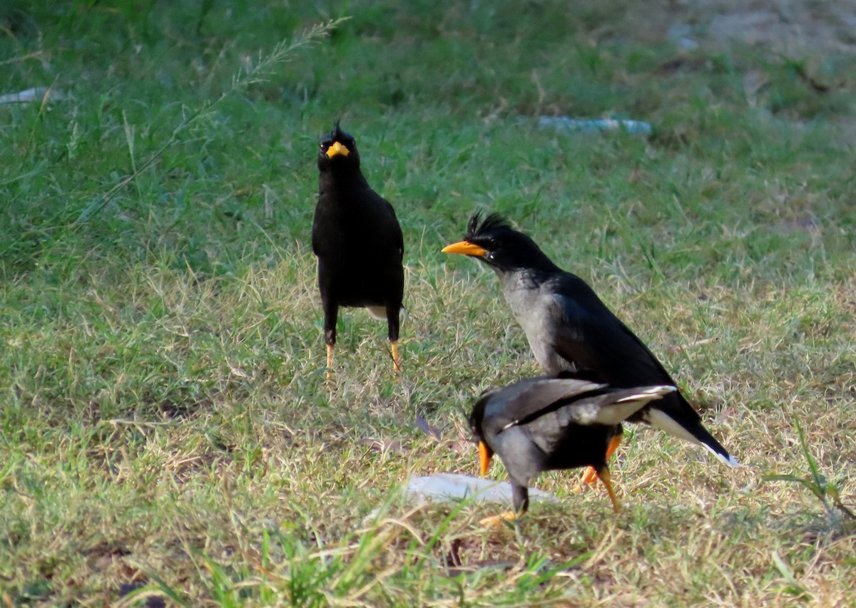 Great Myna - ML642164296