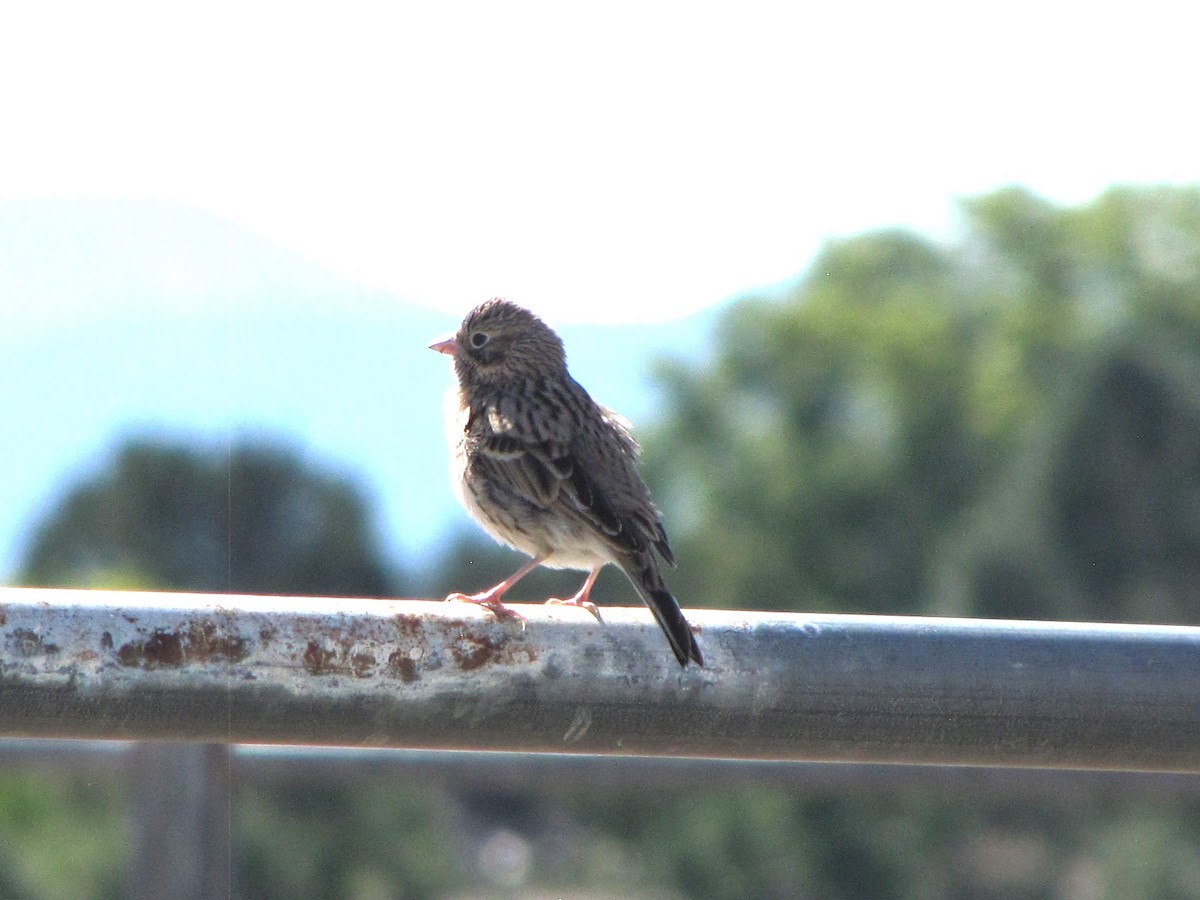 Vesper Sparrow - ML642164299