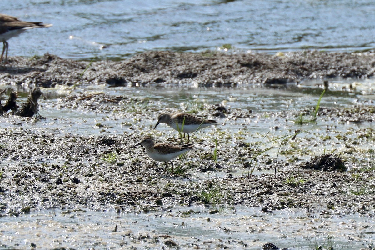 pygmésnipe - ML642164305