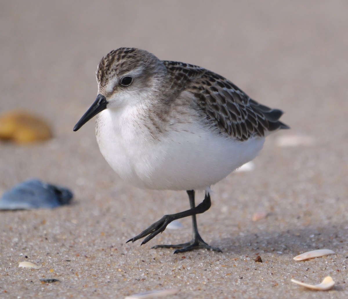 Semipalmated Sandpiper - ML642164310