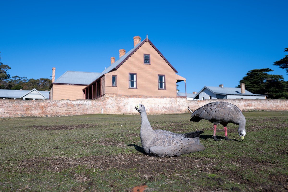 Cape Barren Goose - ML642164317