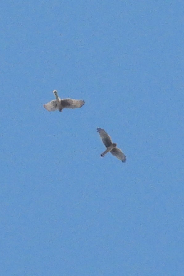 Northern Harrier - ML642164320
