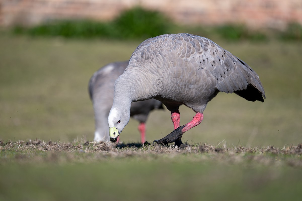 Cape Barren Goose - ML642164338