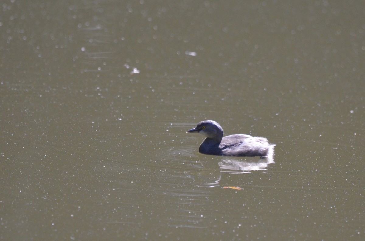 Least Grebe - ML642164341