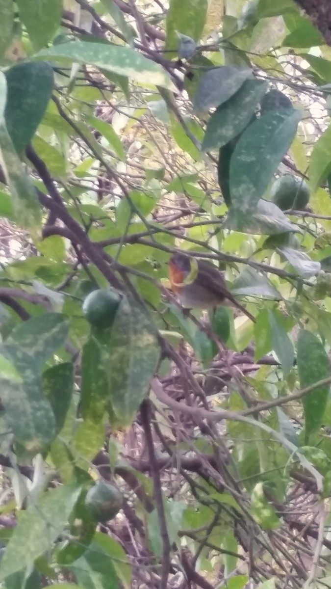 European Robin - ML642164346