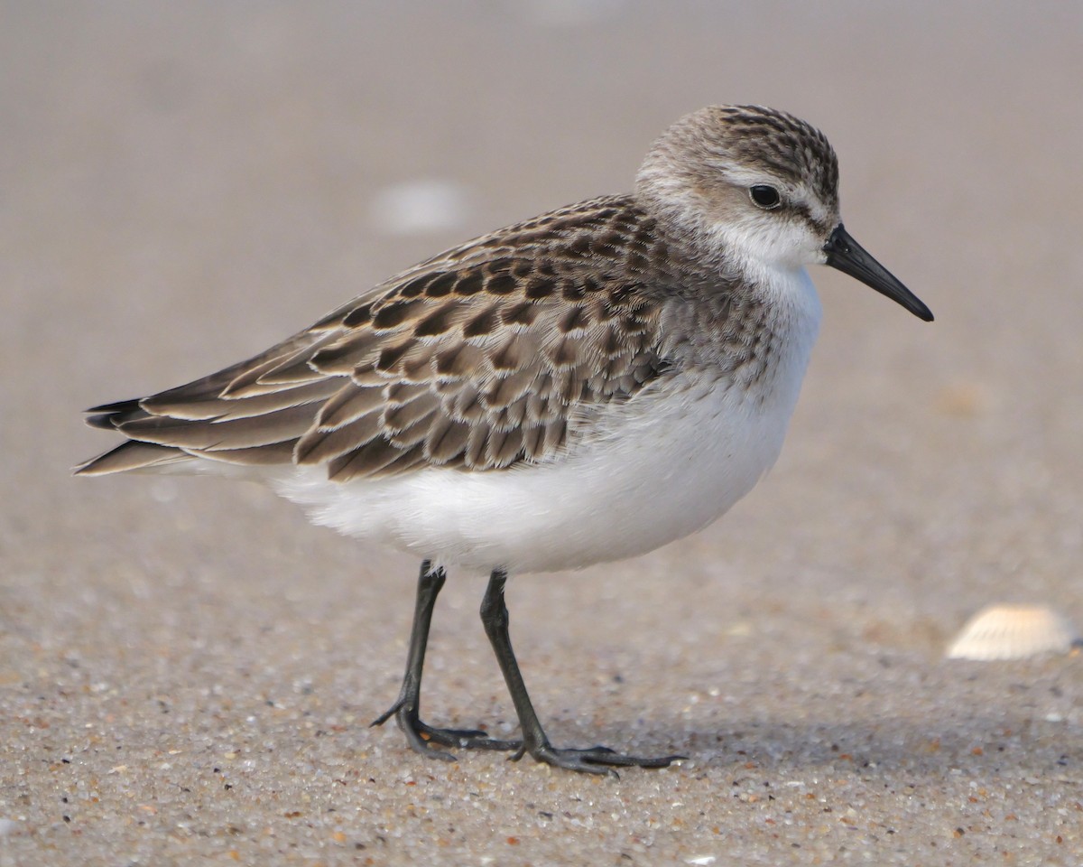 Semipalmated Sandpiper - ML642164351