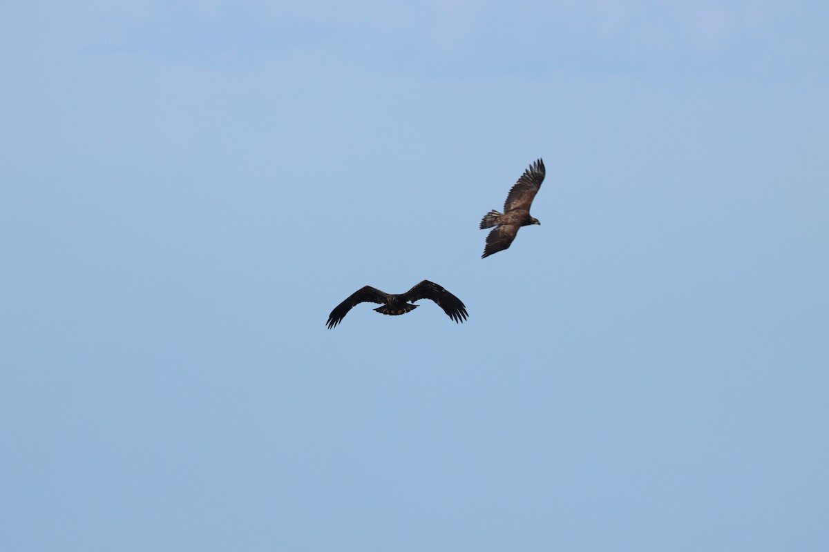 Bald Eagle - ML642164355