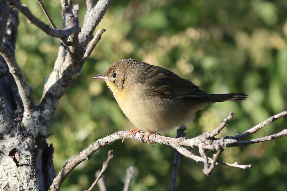 Common Yellowthroat - ML642164356