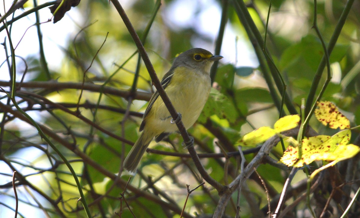 White-eyed Vireo - ML642164362