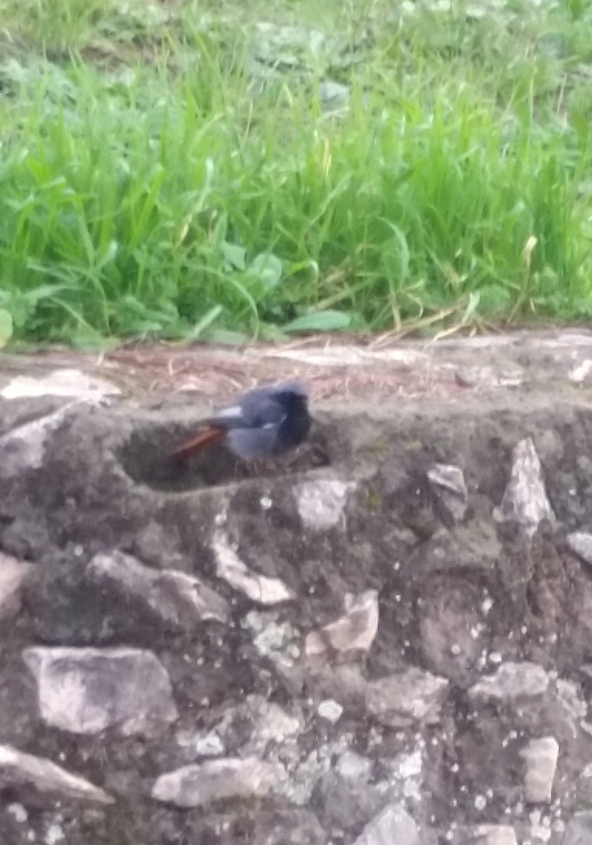 Black Redstart - ML642164367